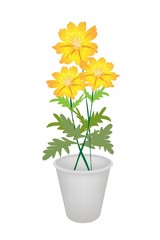 Three Cosmos Flowers in A Flower Pot