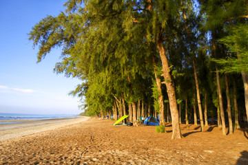 Camping on beach pine
