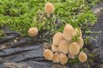 Glimmer-Tintlinge (Coprinus micaceus)