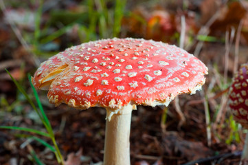 The top of a amanita muscaria mushroom