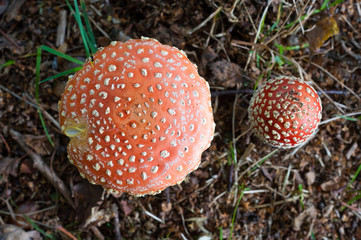The top of two amanita muscaria mushrooms