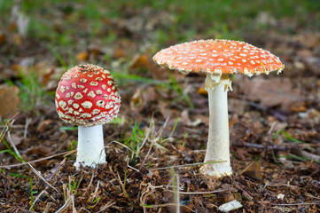 Two amanita muscaria mushrooms