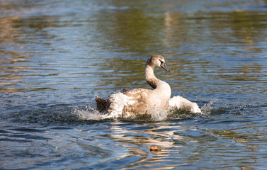 Fototapeta premium Jeune cygne qui se nettoie