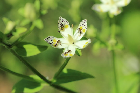 Swertia bimaculata
