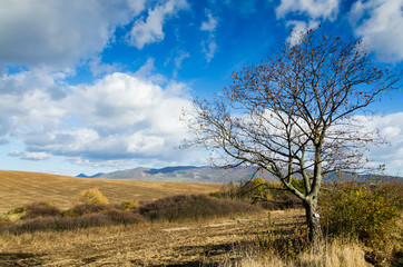 Fototapeta na wymiar brown field and blue sky