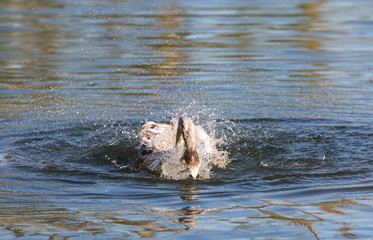 Jeune cygne sous l'eau !