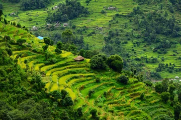 Papier Peint photo Lavable Népal Rizières en terrasses. Himalaya, Népal