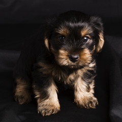 puppy Yorkshire terrier in studio close-up