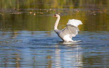 Cygne blanc qui déploie ses ailes