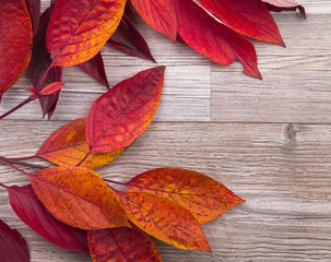 colored leaves on wood, autumn background
