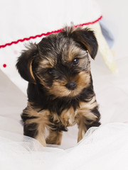 puppy Yorkshire terrier in studio close-up