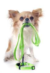 chihuahua and leash