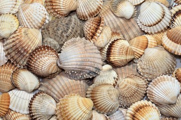 sea shells background textures