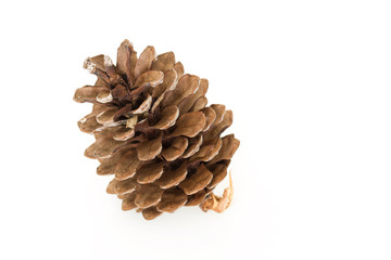 Pine cone isolated on white background