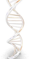 DNA structure model