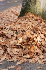 Herbstlaub and der Straße