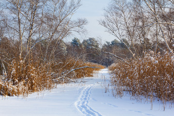 winter forest