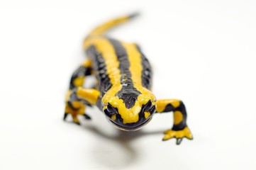 Fire salamander, Salamandra salamandra