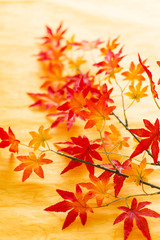 Fototapeta premium 造花の紅葉