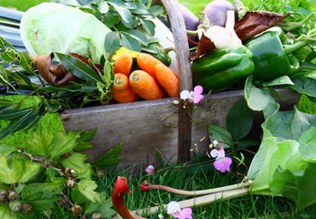 panier de légumes du jardin