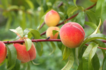 Peach fruits growing on peach tree branch.