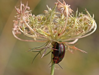 Regenbogen-Blattkäfer (Chrysolina cerealis) an Wilder Möhre © Schmutzler-Schaub