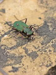 Feldsandläufer (Cicindela campestris)