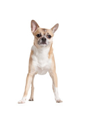 Standing on four paws pale yellow chihuahua doggy
