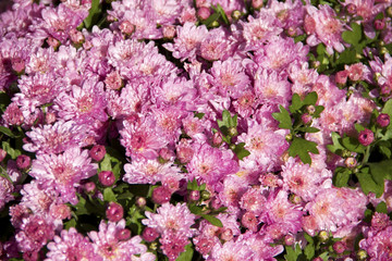 Wet pink chrysanthemums
