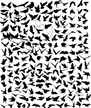 Set of 202 silhouettes of birds