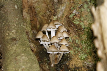 Fototapeta premium Funghi