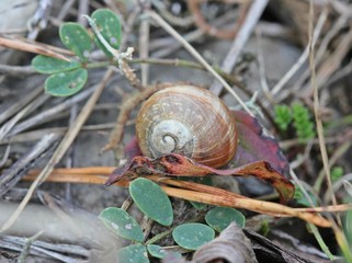 Junge Weinbergschnecke am Dörnberg