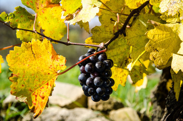 Fototapeta premium black grapes