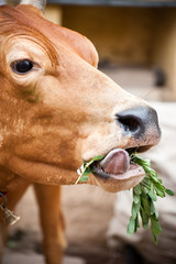 Naklejka premium Holy indian cow eating grass. South India