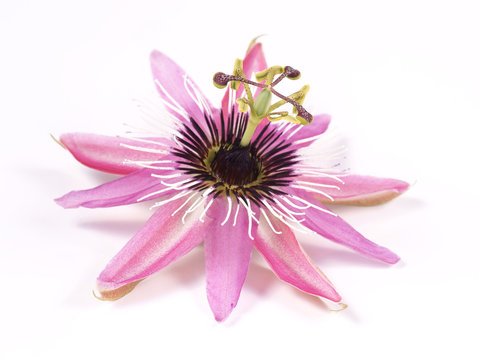 Passion Flower (Passiflora L.) on a white background