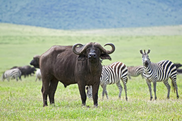 Bufalo e mandria di zebre
