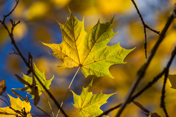 Autumn yellow maple leaves
