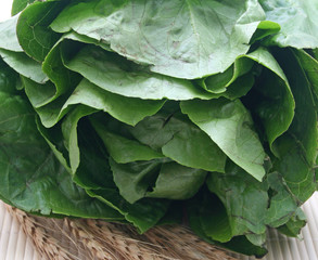 Fototapeta premium salat