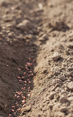 Seeding wheat grainst at field