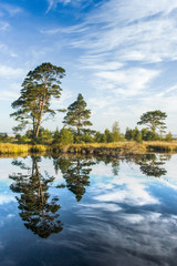 Obraz premium Reflections on a calm swamp lake