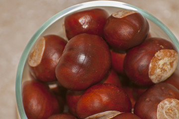 Chestnut