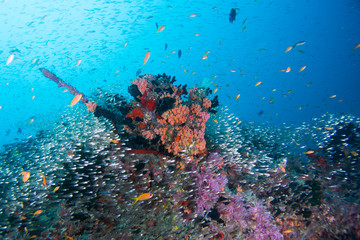 Fototapeta na wymiar colorful reef