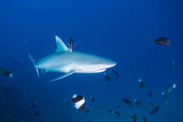 gray reef shark