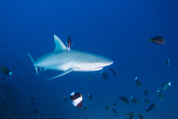 Obraz premium gray reef shark