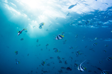 group of Butterfly fish