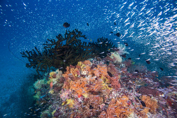 group of  fish and coral
