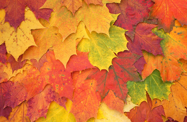 Naklejka na ściany i meble Buntes Herbstlaub im Herbst