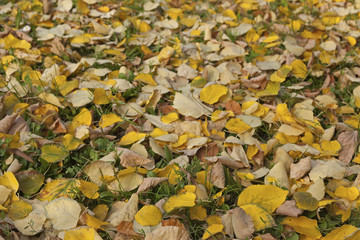 Linden leafs on green grass at autumn