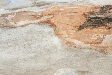 wood texture 7
