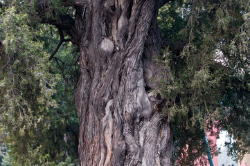 More than 500 years old Chinese juniper in Temple of Heaven
